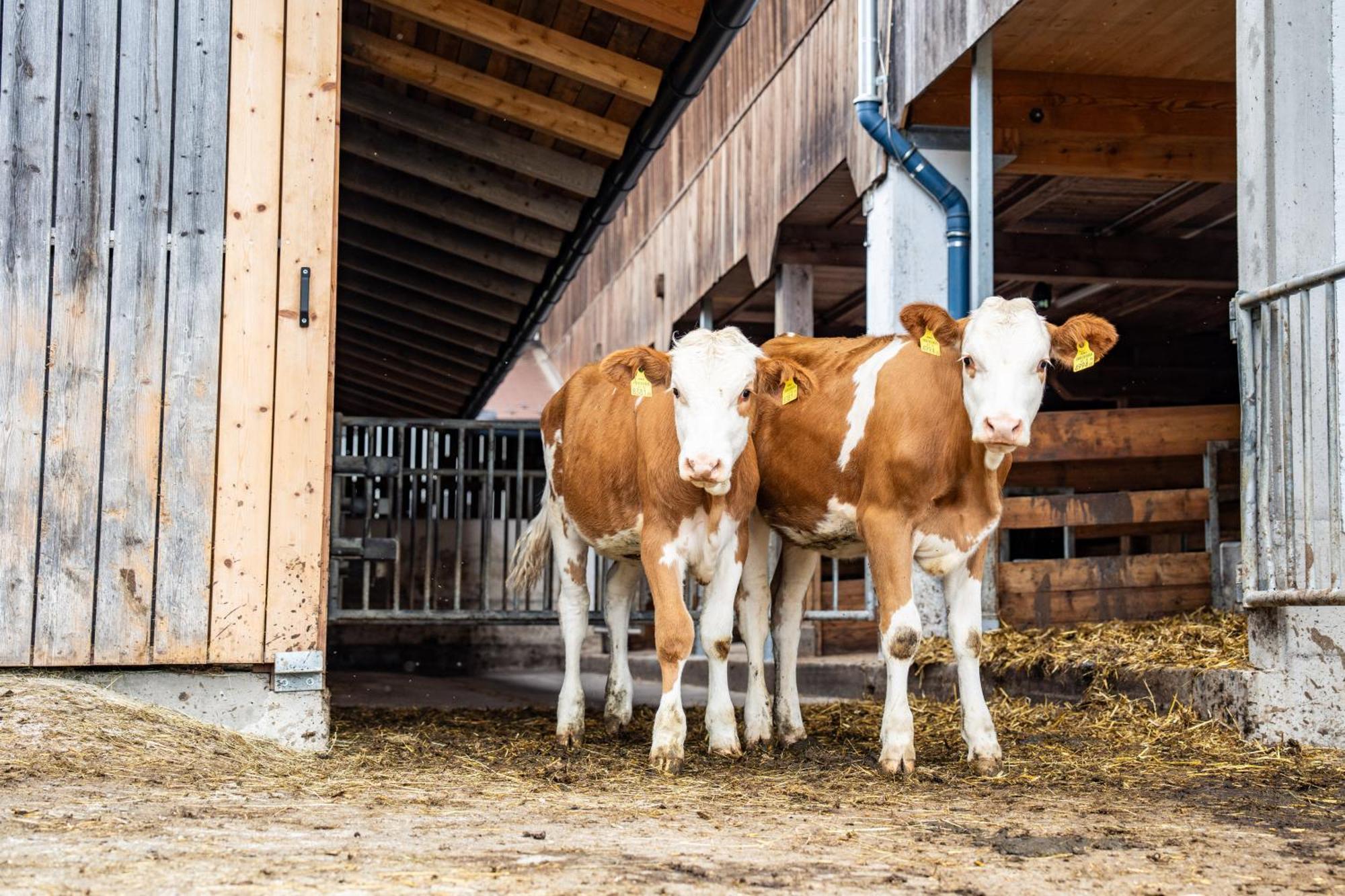 Hornergut Lägenhet Altenmarkt im Pongau Exteriör bild